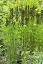 Interrupted ferns at Mt. Sunapee in Newbury, New Hampshire. Royalty Free Stock Photo