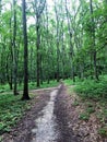 2172.Intersection of paths in a green forest Royalty Free Stock Photo