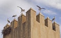 Storks Alight on Mosque Tower in Fes, Morocco
