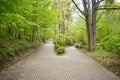 Intersection of two alleys in the park among trees and shrubs. The big alley has splitted in two smaller paths. One alley goes up Royalty Free Stock Photo