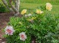 Intersectional hybrid paeonia\'s in bloom