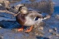 Intersex Mallard Duck at Humber Bay, Toronto, Ontario