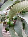 HIGH-DENSITY GUAVA PLANTATION &Intercropping Royalty Free Stock Photo