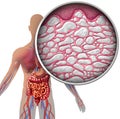 Interstitium Human Body Anatomy