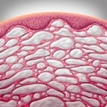 Interstitium Organ concept