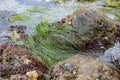 Intertidal rocks in tidal pools with molusks, seagrass, and seaweed