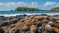 Intertidal Zone: Barnacles on Volcanic Rocks with Distant Island Royalty Free Stock Photo