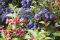 Intertwined blue and red flowers.