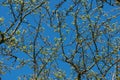 Intertwined branches of just blossoming spring young leaves of an apple tree against a beautiful background of a sunny bright sky Royalty Free Stock Photo