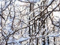 intertwined branches of trees in snowy forest