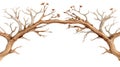Intertwined Brown and White Bare Tree Branches Forming a Natural Arch Royalty Free Stock Photo