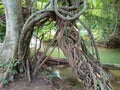 Intertwined Lianas and Tree Roots by a River Royalty Free Stock Photo