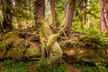 Intertwined roots of trees in the Hoh rainforest, Olympic National Park, Washington Royalty Free Stock Photo