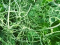 Intertwined tendrils and leaves of the Pisum sativum garden pea plant. Natural floral abstract background of green curls of Royalty Free Stock Photo