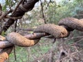 Intertwined Tree Branches Exhibiting Unique Natural Patterns