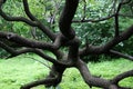 Intertwined tree branches, green tree leaves. Beautiful nature background Royalty Free Stock Photo