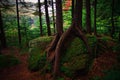 Intertwined Tree roots growing on boulder in the Adirondack Mountains. Royalty Free Stock Photo