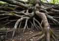 Intertwined tree roots spread across the forest floor, emanating from a large trunk. The roots, Royalty Free Stock Photo
