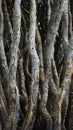 Intertwined Tree Trunks Royalty Free Stock Photo