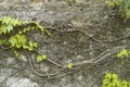 Intertwining of ivy