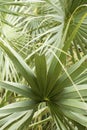 Intertwining leaf tips of palmetto leaves in south Florida. Royalty Free Stock Photo