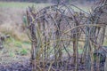 Intertwining of thin branches of trees in the process of making the arched entrance of a primitive hut