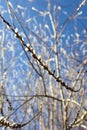 Intertwining willow branches with buds in early spring against a blue sky.