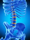 The intervertebral discs Royalty Free Stock Photo
