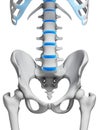 Intervertebral disks Royalty Free Stock Photo