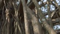 interweaving of banyan tree trunks in the park