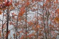 Interweaving branches aspens with red leaves.