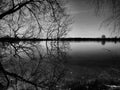 branches over the lake