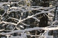 The interweaving of branches in the spring forest