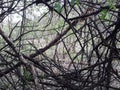 Interweaving of branches - a wall of branches.