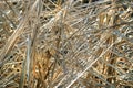 Interweaving of dry stalks of marsh grass Royalty Free Stock Photo