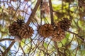 Interweaving of pine branches with cones on a background of sky