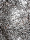 Interweaving of snow-covered tree branches in a winter forest