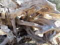 Interwinding tree roots