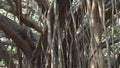 interwoven trunks of banyan trees in the park Royalty Free Stock Photo