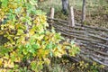 Interwoven wooden fence