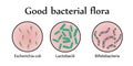 Intestinal bacteria flora. Good bacterial flora. Vector illustration