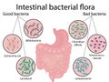 Intestinal bacteria flora. Good and bad bacterias