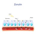 intestinal cells with Zonulin receptors, normal and Faulty tight