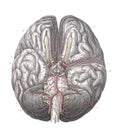 The intestinal circulatory system in the old book The Atlas of Human Anatomy, by K.E. Bock, 1875, St. Petersburg