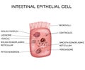 Intestinal epithelial cell Royalty Free Stock Photo