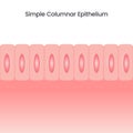 Simple Columnar Epithelium Royalty Free Stock Photo