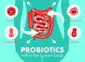 Probiotics in human body Royalty Free Stock Photo