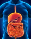 Intestinal Internal Organs of Overweight Body Royalty Free Stock Photo