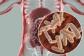 Intestinal microbiome, close-up view of enteric bacteria