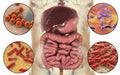 Intestinal microbiome, bacteria colonizing different parts of digestive system